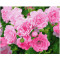 Набор для написания картины МОИ ШЕДЕВРЫ кустовая роза (50*40см)